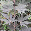 Acer palmatum 'Yasemin': Bild 2/5