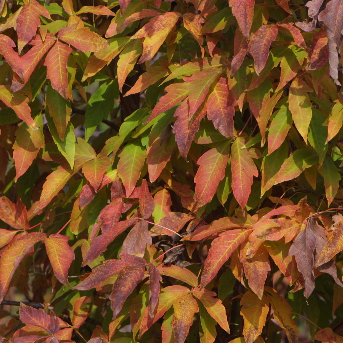 Dreiblütiger Ahorn - Acer triflorum - gelb