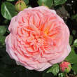 Rose 'Abraham 'Darby': Bild 4/6