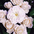 Rose 'Princess of Wales': Bild 3/5