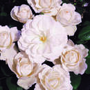 Rose 'Princess of Wales' (’Diana-Rose’) - Englische Beetrose