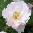 Rose 'Pfirsichblüte': Bild 2/4