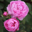 Rose 'Pompon de Bourgogne': Bild 3/4