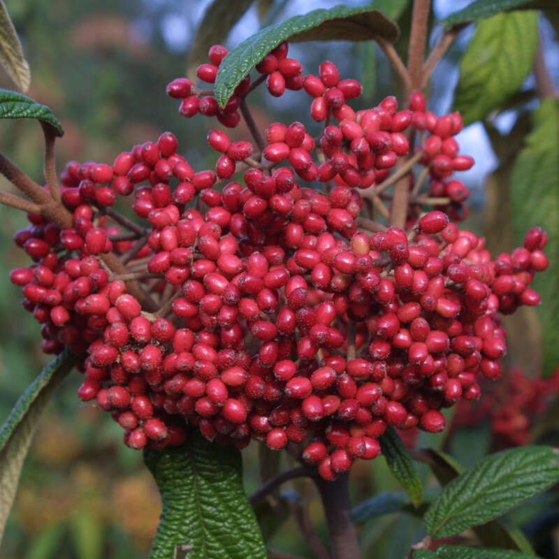 Immergrüner Schneeball Viburnum rhytidophyllum weiß