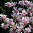 Magnolia 'Heaven Scent': Bild 6/7