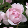 Rose 'Peach Blossom': Bild 3/4