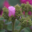 Rose 'Muscosa' (centifolia): Bild 3/3