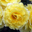Rose 'Rimosa': Bild 3/6