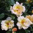 Rose 'Maigold' (pimpinellifolia): Bild 2/5