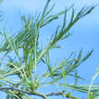 Alnus glutinosa 'Imperialis': Bild 2/4