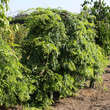 Gleditsia triac. 'Emerald Cascade': Bild 6/8