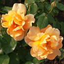 Rose 'Easy Going' - Englische Beetrose