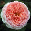 Rose 'Abraham 'Darby': Bild 6/6