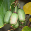 Actinidia arguta 'Ambrosia' (W): Bild 2/3