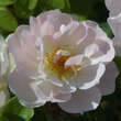 Rose 'Peach Blossom': Bild 4/4