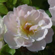 Rose 'Pfirsichblüte': Bild 4/4