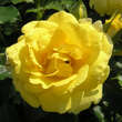 Rose 'Rimosa': Bild 4/6