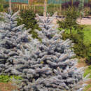 Picea pungens 'Oldenburg' - Blaufichte