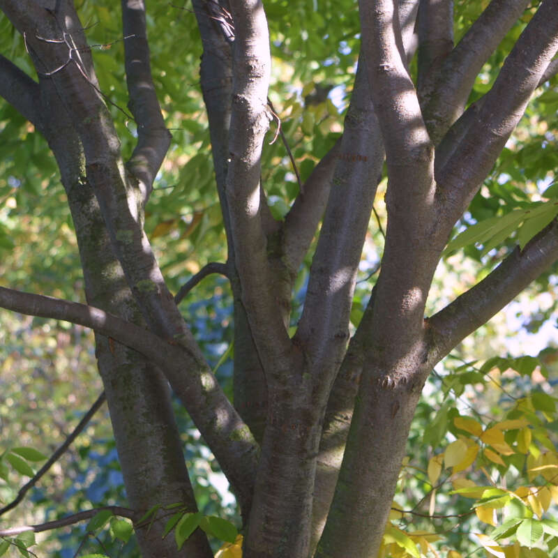 Zelkove Zelkova serrata