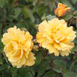 Rose 'Postillion': Bild 3/3