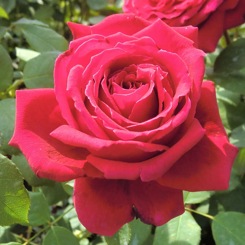 Moderne Edelrose - Rose 'Duftfestival' - rot