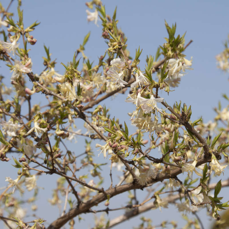 Frhlingsgeiblatt - Lonicera purpusii - rahmgelb, sehr intensiver Duft !  blht vor dem Laubaustrieb