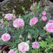 Rose 'Pompon de Bourgogne': Bild 2/4