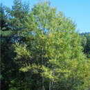 Populus tremula - Zitterpappel, Espe