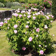 Rose 'Comte de Chambord' (Portland): Bild 2/2