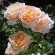 Rose 'English Garden': Bild 2/3