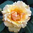 Rose 'Postillion': Bild 2/3