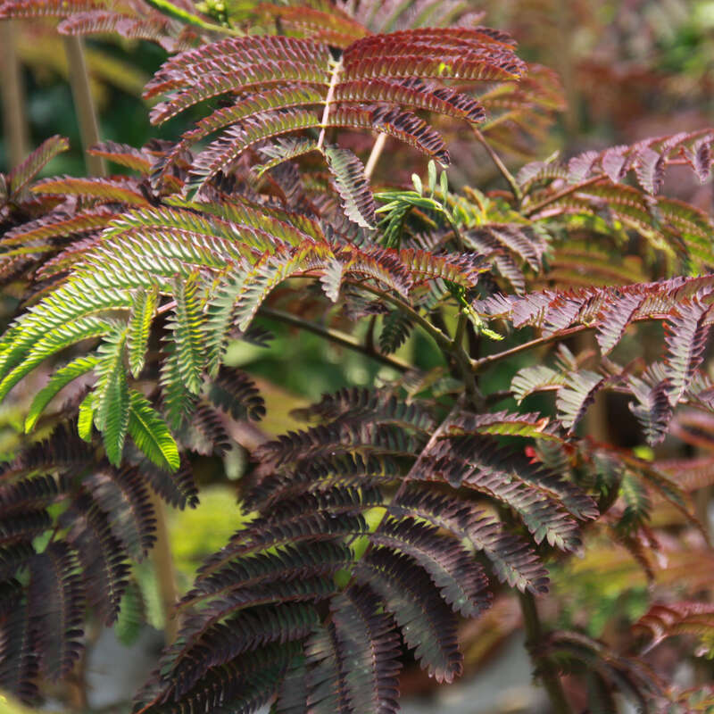 Seidenbaum julibrissin 'Summer Chocolate' rosa