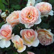 Rose 'Abraham 'Darby': Bild 2/6