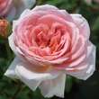 Rose 'Abraham 'Darby': Bild 3/6