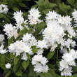 Philadelphus 'Virginal Compacta': Bild 1/2