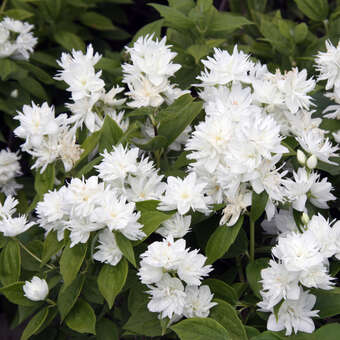 Philadelphus 'Virginal Compacta'