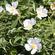 Rosa agrestis: Bild 3/3