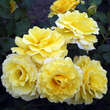 Rose 'Rimosa': Bild 2/6