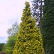 Chamaecyparis lawsoniana 'Stardust': Bild 2/2
