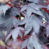 Acer palmatum 'Fireglow' - Dunkelroter Fächerahorn