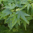 Acer palmatum 'Coonara Pygmy': Bild 2/7