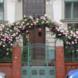 Rose 'Eden Rose': Bild 12/12