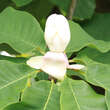 Magnolia macrophylla: Bild 2/6