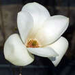 Magnolia cylindrica: Bild 1/6