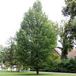 Magnolia acuminata: Bild 2/2