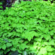 Epimedium versicolor 'Sulphureum': Bild 3/5