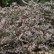 Aster lateriflorus 'Lady in Black': Bild 3/3