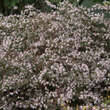 Aster laterifolius 'Lady in Black': Bild 3/3