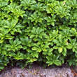 Pachysandra terminalis: Bild 6/8
