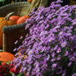 Aster n.a. 'Purple Dome': Bild 4/4